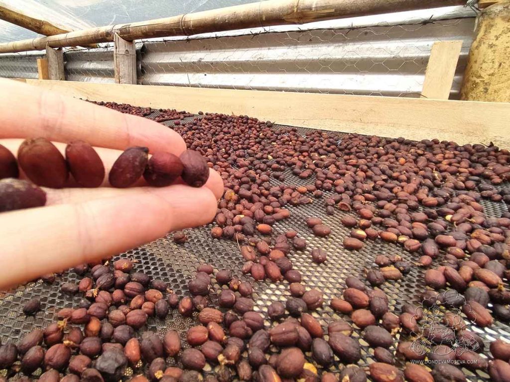 Mano tocando granos de café de especialidad de Nariño