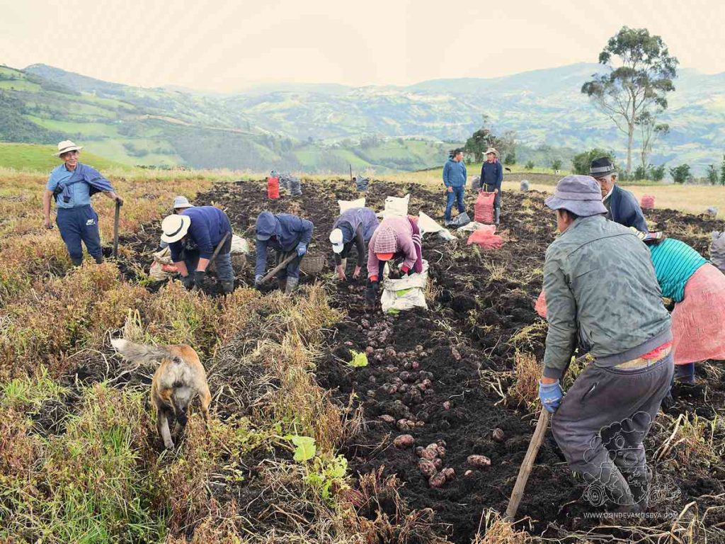 Campesinos recolectando papa en una finca agrícola de Nariño