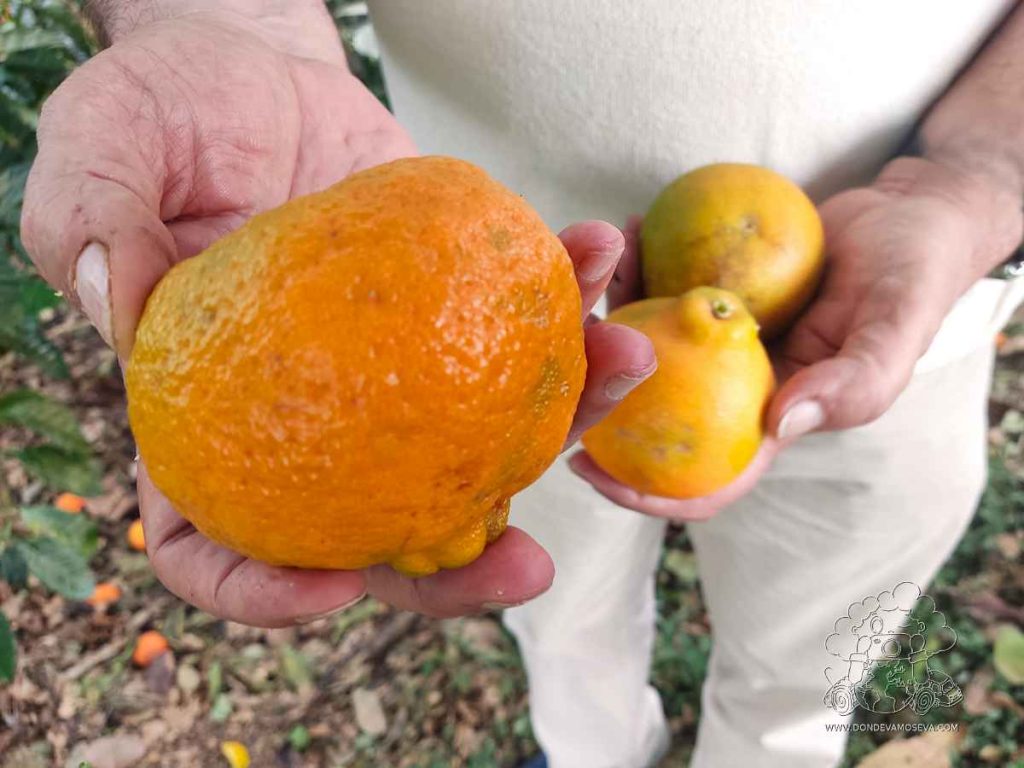 Manos campesinas sosteniendo mandarinas cultivadas en Nariño