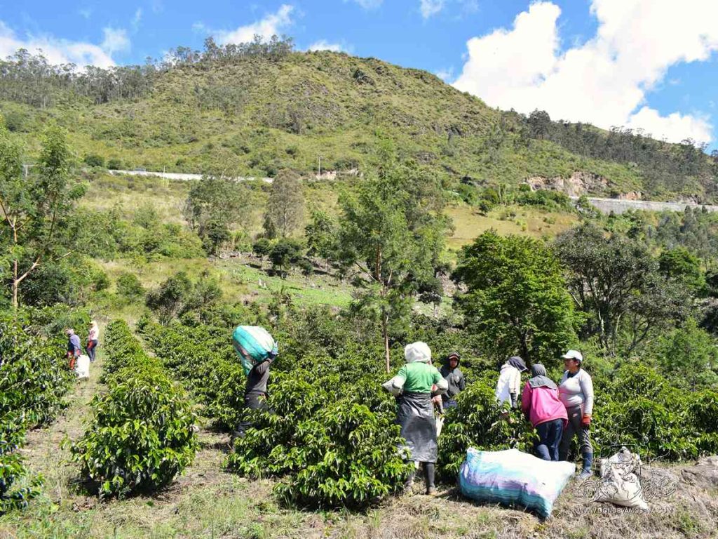 en la ruta del café de especialidad puedes visitar fincas cafeteras en los alrededores de Pasto