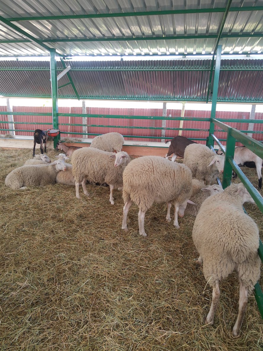 Cabras pastando en una finca dedicada a la producción de lácteos en Genoy