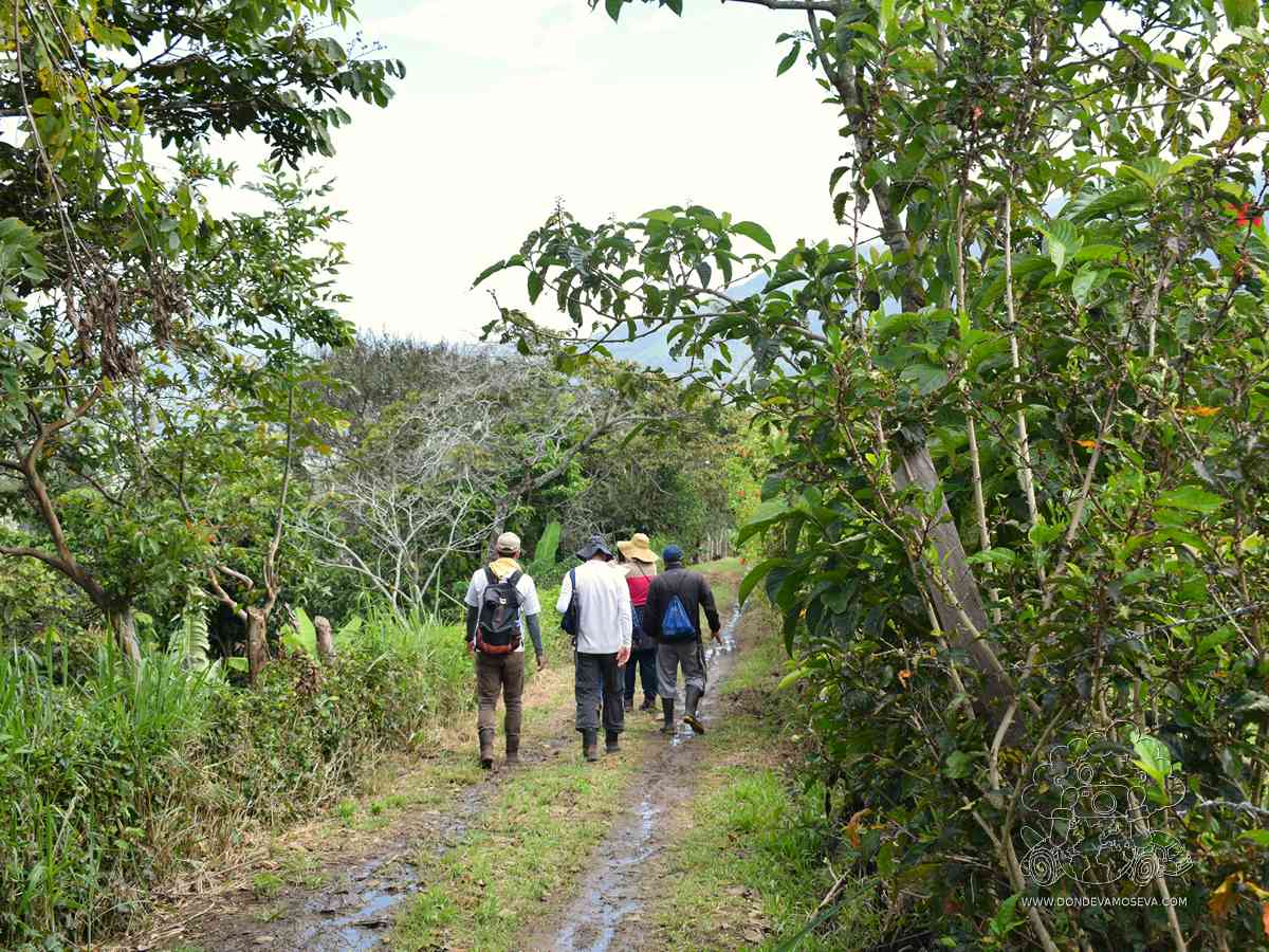 Senderismo en la ruta Cariaco Bajo, Consacá